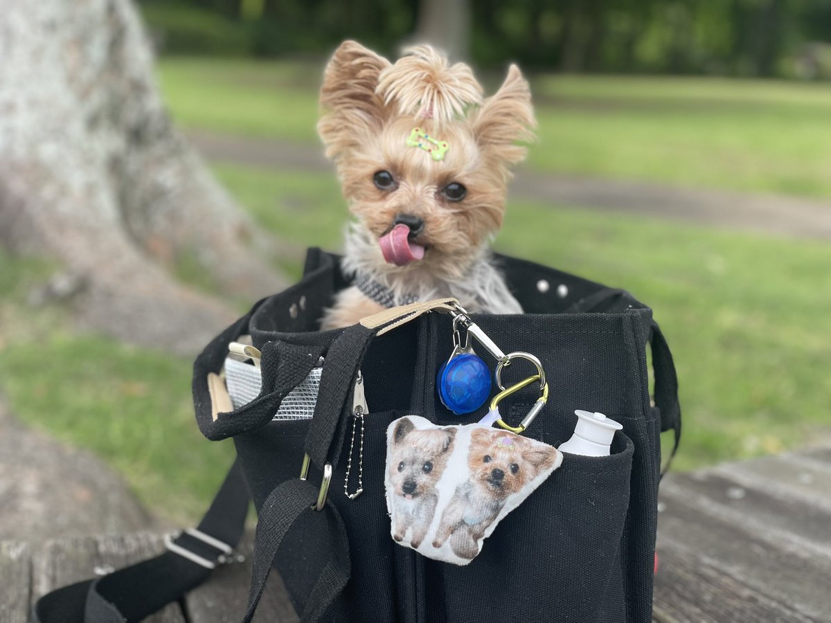 お散歩🐾あずきもいつも一緒だよ🫘