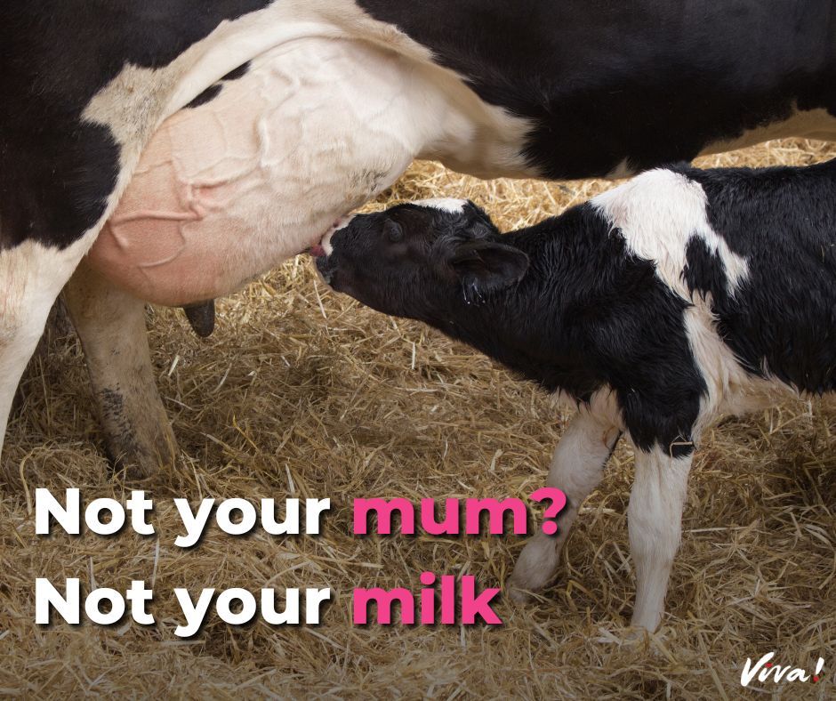 It's not natural to drink the breast milk of a different species. Drink plant milk instead 🌱