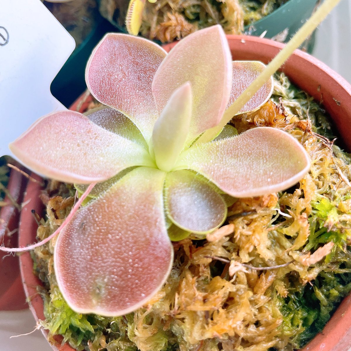 我が家の食虫植物、もりもり育ってきた💪