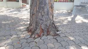 SharishmaD44822's tweet image. Mysuru Clears Concrete From Tree Bases After Environmental Alert

#GreenCityMission #TreeHealthMatters #MysuruGoesGreen #UrbanForestCare

newskarnataka.com/karnataka/beng…