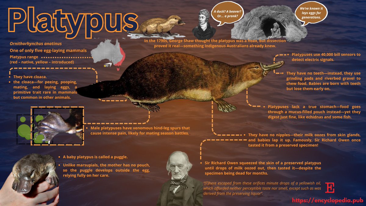 Encyclopedia_X's tweet image. Platypus: egg-laying, milk-sweating, electro-sensing oddity! 🦆

⚡ Share your science pics: encyclopedia.pub/user/image/upl… 

#WTFEvolution