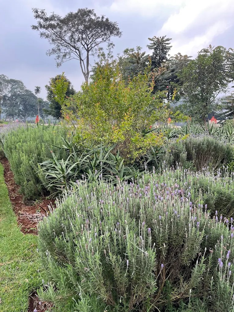 MemimaLimited's tweet photo. Shamba life like you've never seen it!
Gathoni Farm Tour is the perfect mix of fun, learning, and fresh farm goodness.
Located only 1 hour from Nairobi, come and experience the 5 senses, heart and soul.
#Sustainableliving #sustainability
#GathoniFarm #TembeaKenya #Shamba https://t.co/wwBOSLtmoU