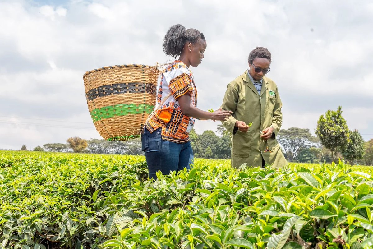 MemimaLimited's tweet photo. Shamba life like you've never seen it!
Gathoni Farm Tour is the perfect mix of fun, learning, and fresh farm goodness.
Located only 1 hour from Nairobi, come and experience the 5 senses, heart and soul.
#Sustainableliving #sustainability
#GathoniFarm #TembeaKenya #Shamba https://t.co/wwBOSLtmoU