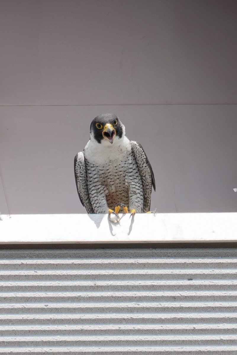 Japan_NatureW's tweet photo. #ハヤブサ 雄&雌 #peregrinefalcon 雌はお疲れなのか居眠り中 雄が帰って?きて心配そうに見てる🤔 ちょっと威嚇された😳 #猛禽類 #野鳥 #野鳥観察 #birdofpray #wildbird #birdwarching https://t.co/EQ51mysHtN