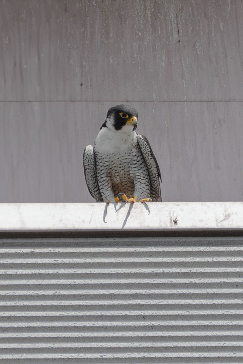 Japan_NatureW's tweet photo. #ハヤブサ 雄&雌 #peregrinefalcon 雌はお疲れなのか居眠り中 雄が帰って?きて心配そうに見てる🤔 ちょっと威嚇された😳 #猛禽類 #野鳥 #野鳥観察 #birdofpray #wildbird #birdwarching https://t.co/EQ51mysHtN