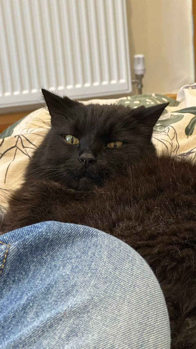 Dear furiends, I'm asking for a favor  today, this handsome gentleman has lost his owner to cancer unfortunately and relatives can't keep him, so he is looking for a new home. He is called Dick, he is 13 yo, from London, but they are ready to deliver him anywhere in the UK ⬇️⬇️⬇️