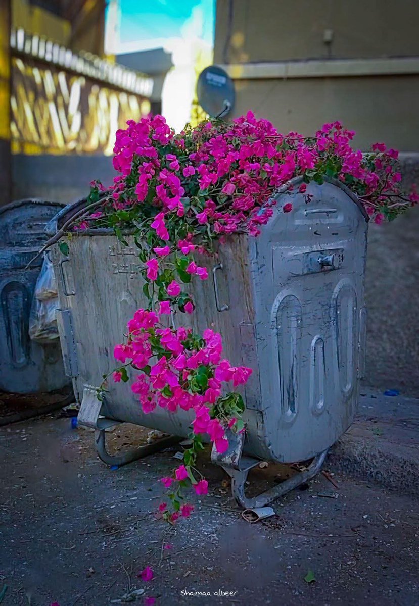 بتشبه المعروف بـ بطن الردي 😆