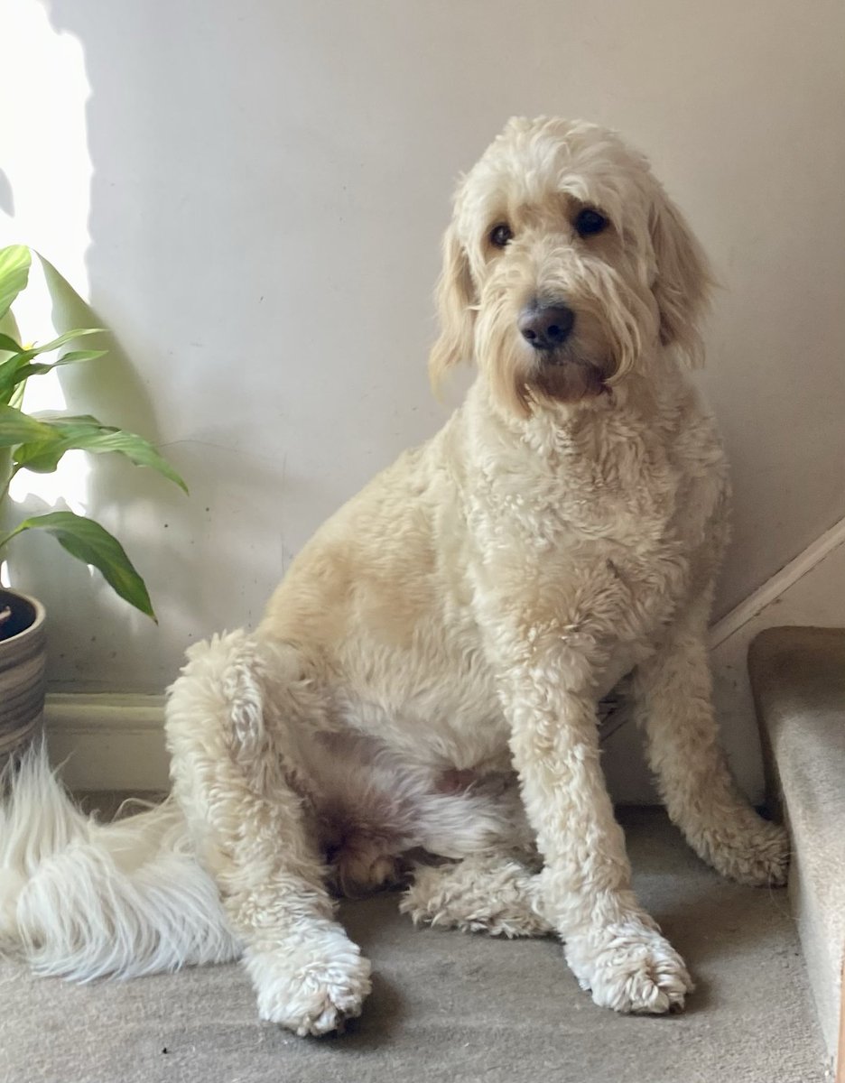 Good morning, good morning! It’s a Sun’s out, fun’s out kinda day and I am ready for it. Have a fantastic day out there and stay safe and hydrated. Big Hump Day love 🐾🥰