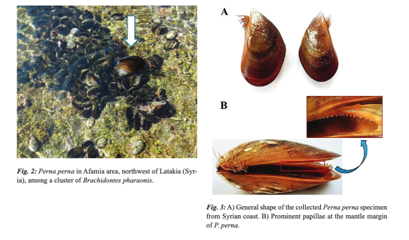 CHRISTIDIS G, DIGENIS M, KONDYLATOS G, KOSOGLOU I, LAZARAKIS G, LEZZI M, MAZZIOTTI, C, METAXAKIS, M, ŽULJEVIĆ A, GEROVASILEIOU V' (2024). New records of introduced species in the Mediterranean (August 2024). Mediterranean Marine Science, doi.org/10.12681/mms.3…