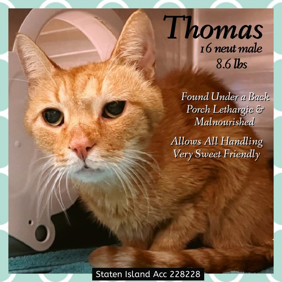 HUGE HUGE 🆘🆘 for poor THOMAS 16 yo in Staten Island ACC 🔥🔥😿💗🆘🆘

This senior is scanned positive microship  &amp; ACC is trying to reach the owner but since 6 days 🔥Please help him Now 😿💔🆘 We must act quickly please 🙀

HUGE MEDICAL PRIORITY 🆘🏥🆘

👉 underweight
👉 R/O
