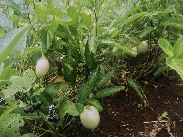 « Mon objectif est de faire découvrir ce produit. C’est important de le vulgariser pour susciter sa culture dans tout le pays et ailleurs » : à l’Ouest du Cameroun, une passion pour les pommes de Chine

✍🏿 Aurélien Kanouo Kouénéyé

agripreneursdafrique.com/article/a-l-ou…