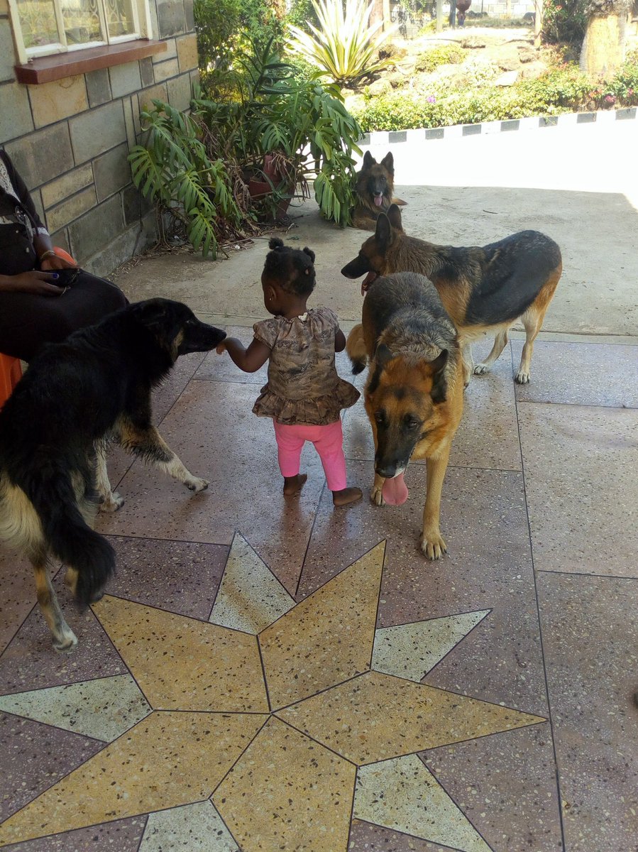 No magic tricks, no show or stage—
Just clarity and calm to disengage.
In every lesson, a little more light,
And soon your dog will do what’s right.
❃❃ 𝑰.𝑶.𝑵 ❃❃ 𓃥 Do you need dog-training and grooming services (in Nakuru City??)➢ ➣  tinyurl.com/Training-Groom… 𓃥𓃥