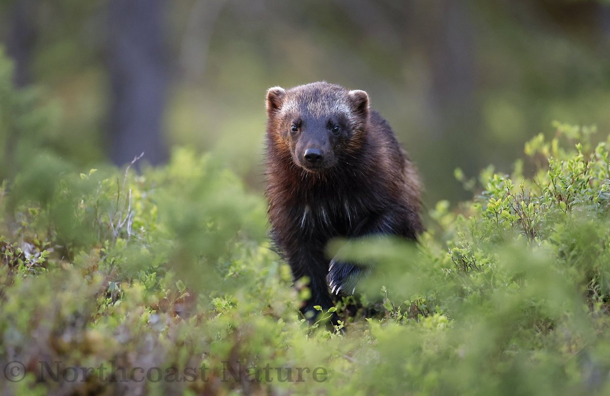 Gulo Gulo. Wolverine. NE Finland. <a href="/barrabest/">Barra Best</a> <a href="/CanonUKandIE/">Canon UK and Ireland</a> <a href="/JakkiMoores/">Jakki Moores 📸</a> <a href="/BBCSpringwatch/">BBC Springwatch</a> <a href="/McginnNicole/">Nicole</a> <a href="/VeighDermot/">dermot Mc Veigh</a> <a href="/mcaleese_anne/">YpamAnnie</a> <a href="/frances_black/">Frances Black</a> <a href="/EddieMc1981/">Edward McGuigan</a>