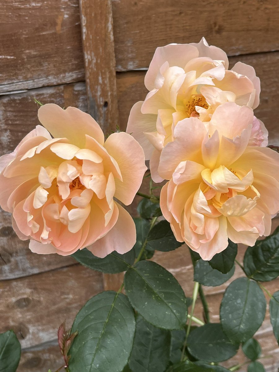 ‘Lark Ascending’ really is the most beautiful rose! 
#RoseWednesday
