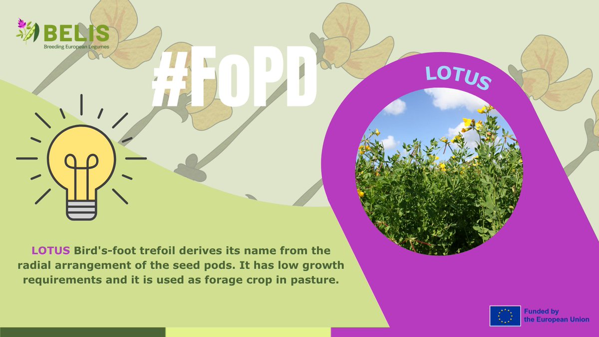 BELIS Project (@belis_eu) on Twitter photo 🤩🌱 #FascinationofPlantsDay | Lotus
Bird's-foot trefoil derives its name from the radial arrangement of the seed pods.
👉 <a href="/BELIS_EU/">BELIS Project</a> aims to provide breeders with protocol to select in mixture with grasses and protocol for drought tolerance.
ℹ️linkedin.com/feed/update/ur… 🤩🌱 #FascinationofPlantsDay | Lotus
Bird's-foot trefoil derives its name from the radial arrangement of the seed pods.
👉 <a href="/BELIS_EU/">BELIS Project</a> aims to provide breeders with protocol to select in mixture with grasses and protocol for drought tolerance.
ℹ️linkedin.com/feed/update/ur…