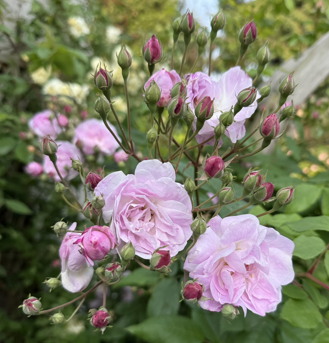Happy #RoseWednesday everyone! Here’s Blush Noisette doing just fine 🥀🩷🌸🌹#roses #mygarden #GardeningX