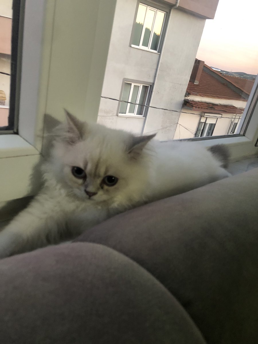 melikeeakc's tweet photo. Doe eyes canim https://t.co/Zp8nY8sGEC
