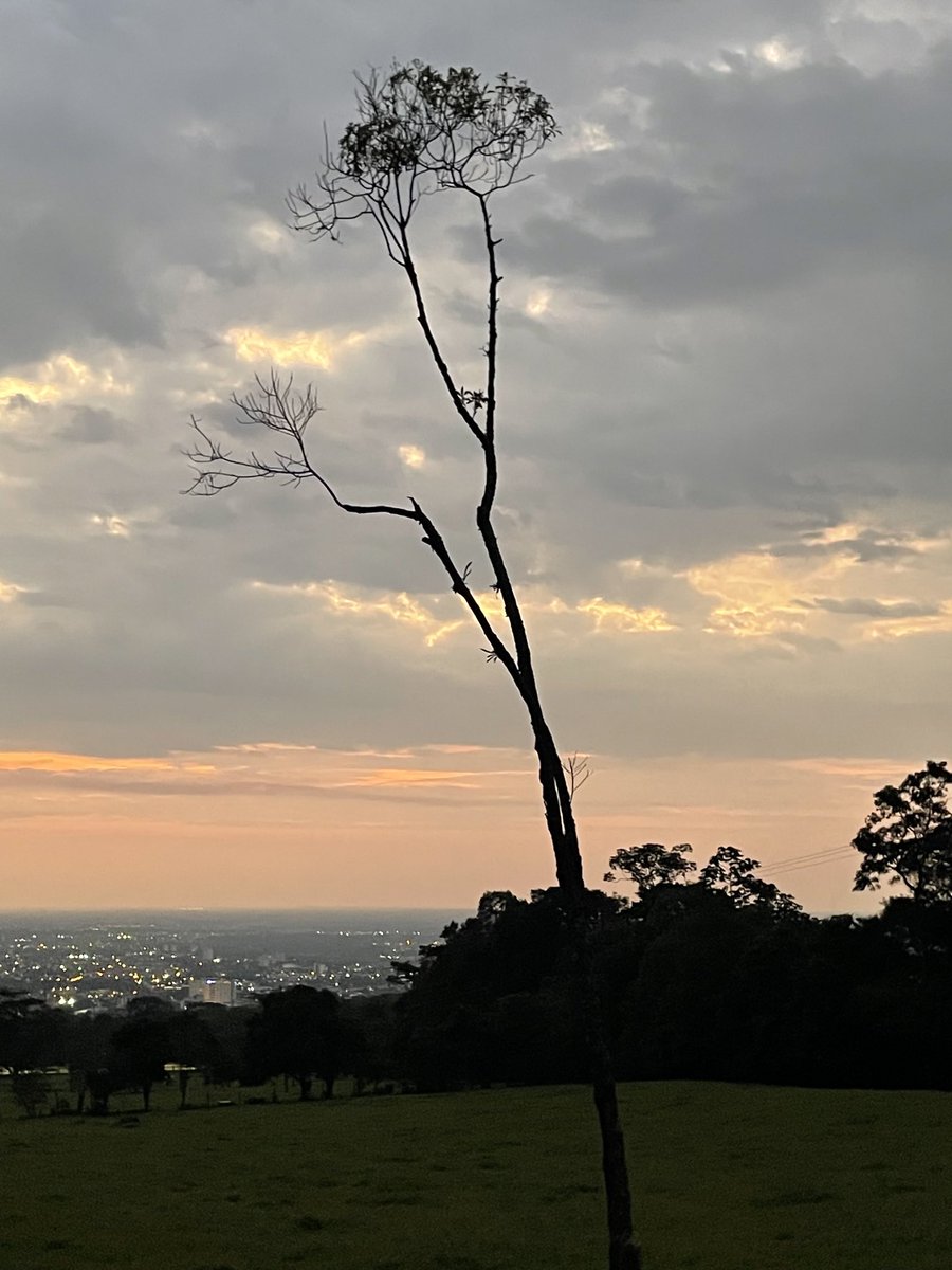 maoherrera7's tweet image. #SingleTree.