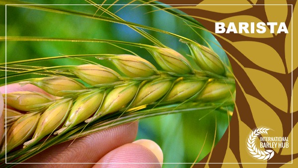 Jerzy H. Czembor 2022 (@czemborh) on Twitter photo RT: International Barley Hub <a href="/IntBarleyHub/">International Barley Hub</a>
Project Spotlight 🌟
"Our BARISTA project - 'Advanced tools for breeding BARley for Intensive and SusTainable Agriculture under #climatechange scenarios..."
More: suscrop.eu/projects-first…
#breeding #plantbreeding #yieldgap #yieldstability RT: International Barley Hub <a href="/IntBarleyHub/">International Barley Hub</a>
Project Spotlight 🌟
"Our BARISTA project - 'Advanced tools for breeding BARley for Intensive and SusTainable Agriculture under #climatechange scenarios..."
More: suscrop.eu/projects-first…
#breeding #plantbreeding #yieldgap #yieldstability