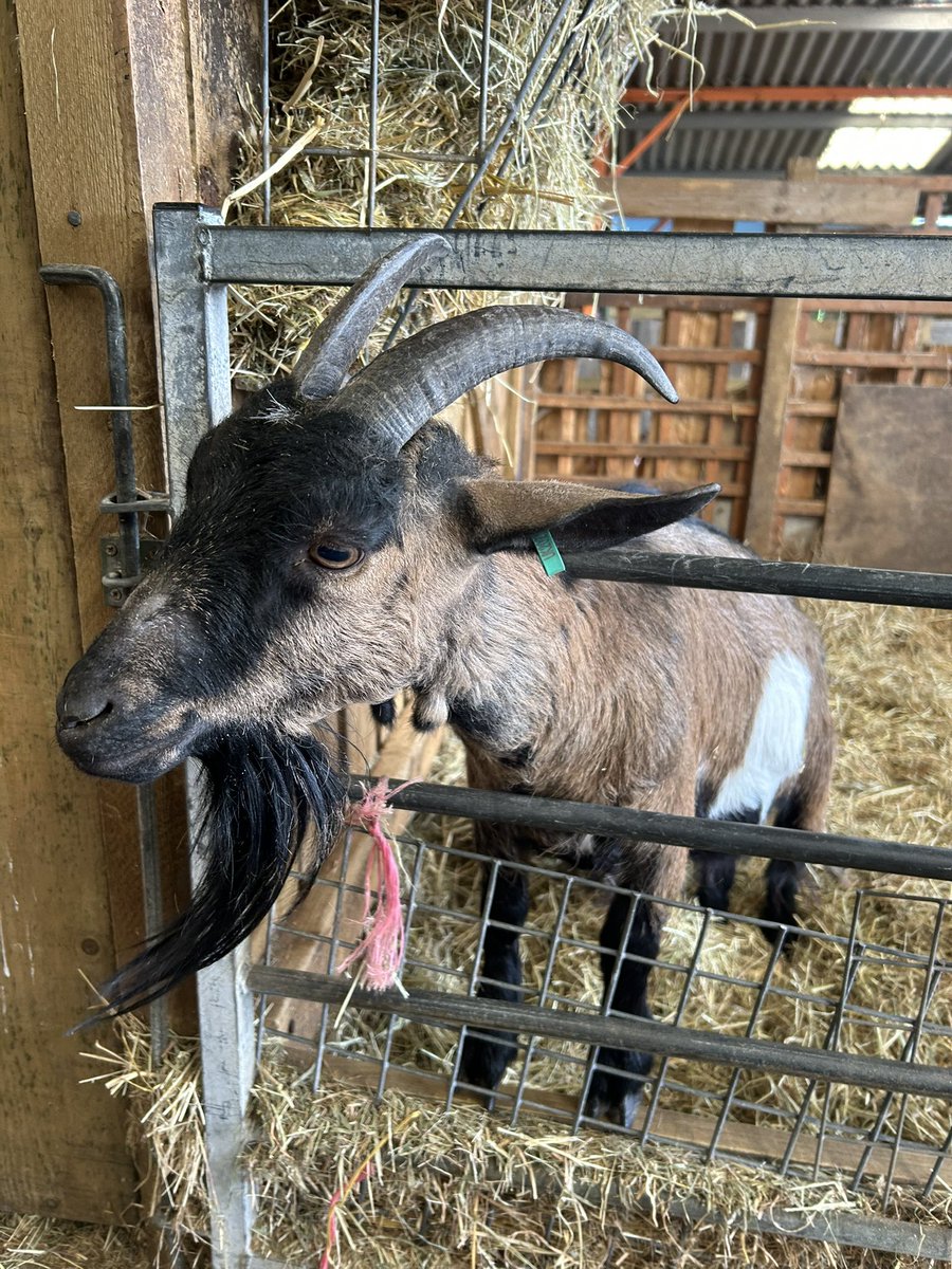 Eversfield School (@eversfield647) on Twitter photo Nursery and Kindergarten have arrived safely <a href="/AshEndHouseFarm/">Ash End House Farm</a> and are very excited to see the animals 🐐 🐑 🦆 🐴 Nursery and Kindergarten have arrived safely <a href="/AshEndHouseFarm/">Ash End House Farm</a> and are very excited to see the animals 🐐 🐑 🦆 🐴