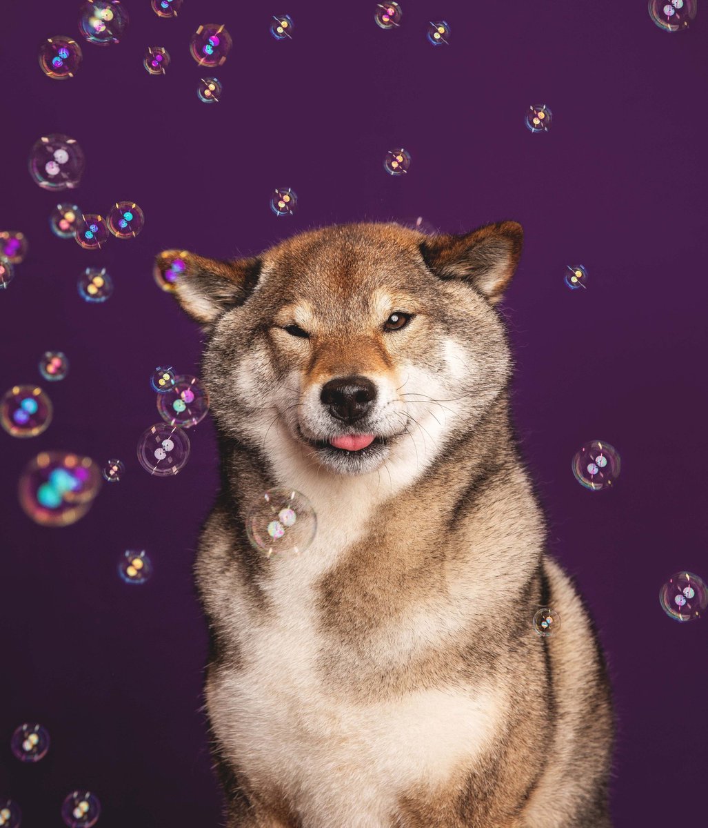 Avez-vous déjà vu un chien aussi photogénique ? 🐶 

📷 mon_humain_de_compagnie I Instagram

Canon EOS 5D Mark IV
Objectif : EF 24-70mm F/2.8L II USM
Ouverture : f/6.3
Vitesse : 1/200s
ISO : 320

#CanonFrance