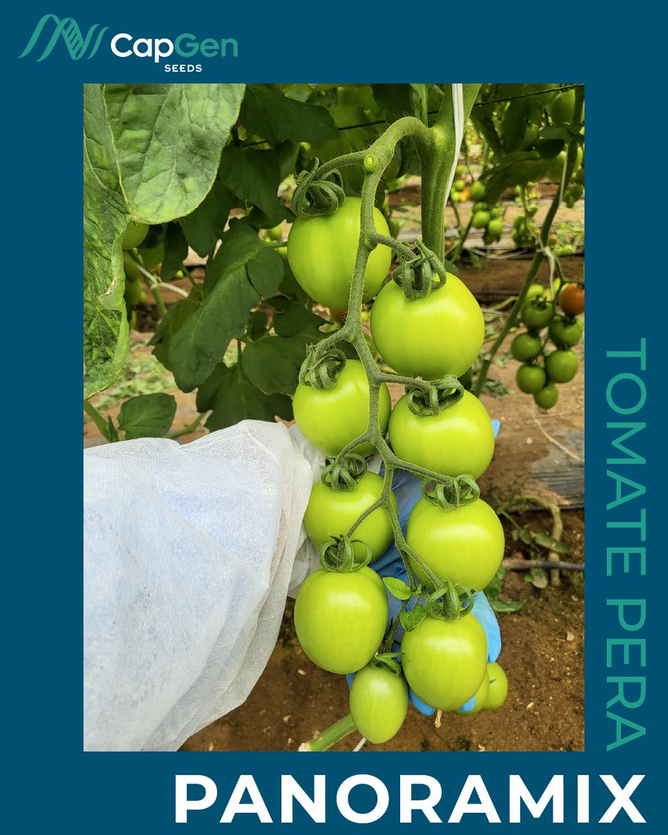 CapgenSeeds's tweet photo. 📸 Así luce Panoramix🍅 el 5 de marzo en el Levante almeriense 📍
✅ Planta sana y equilibrada
✅ Fruto firme, calibre ideal y gran postcosecha
✅ Resistencia a #ToBRFV 🛡️
🔝 Calidad y rendimiento para exportación
+info:https://t.co/iUqDPzihuV
#TomatePera #Panoramix #CapGenSeeds https://t.co/eKVn7Wxfbi