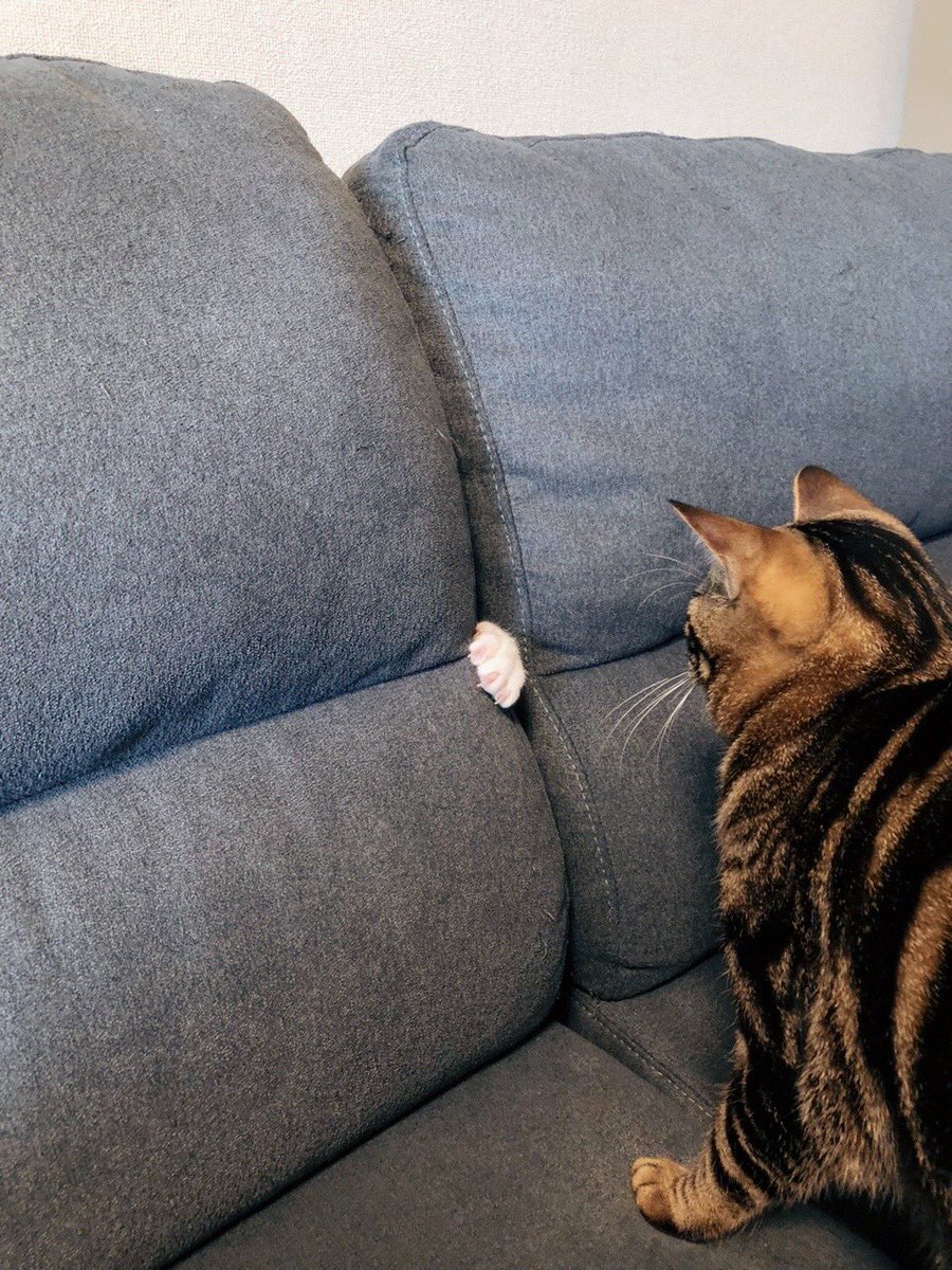 ソファーの裏から