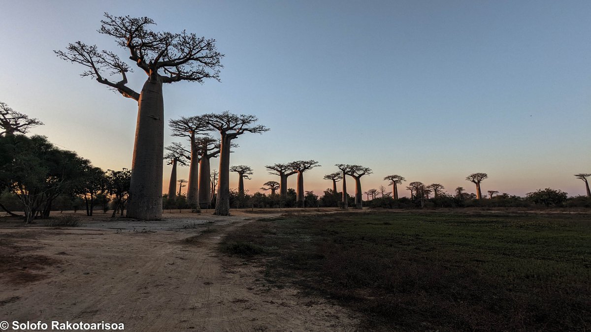 RseSolofo's tweet photo. Big win for Madagascar's biodiversity!
19 protected areas have received funding for mixed brigades from Conservation Allies @ConservtnAllies this year 2025 — bringing the total supported to 58. 🌿🐾
#Conservation #Madagascar #Biodiversity #WildlifeProtection https://t.co/CnkjXqXqJW