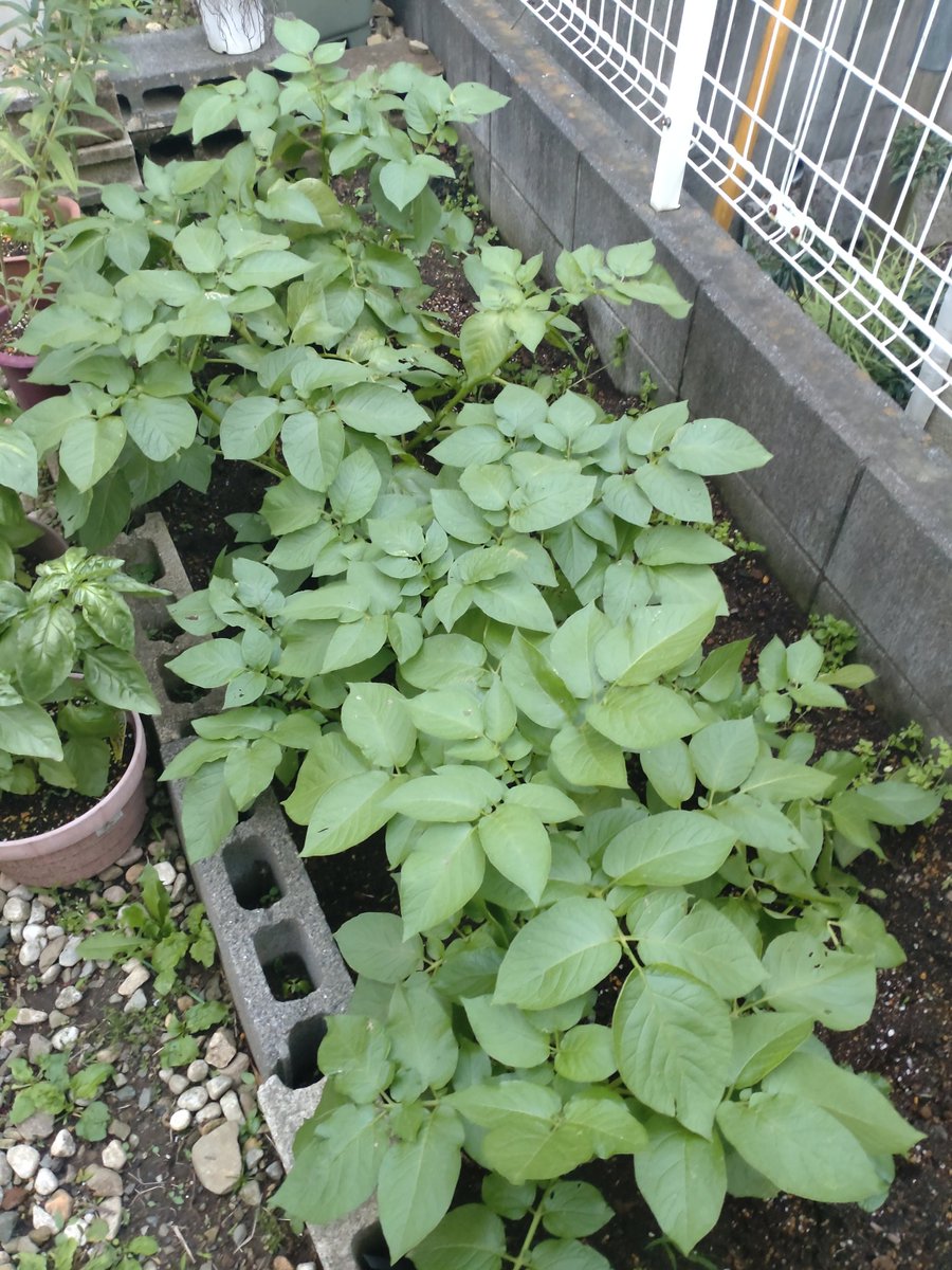 GardenNegiraaa's tweet photo. 今日のじゃが https://t.co/A4vfkXZs1r
