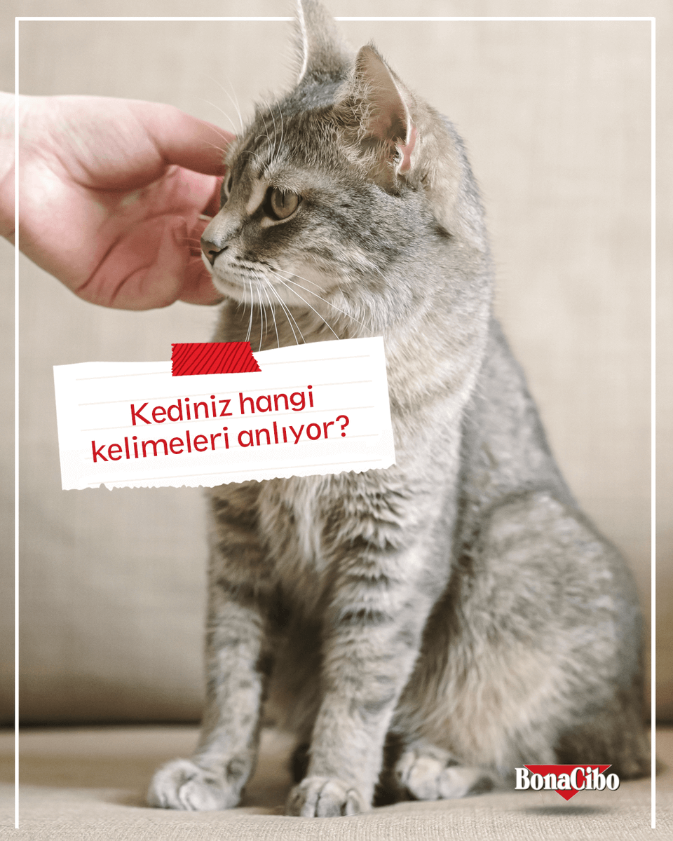 “Mama?”, “Gel kızım/oğlum!”, “Hayır!”... Bazı kelimeler sihirli gibi çünkü kediniz hemen tepki veriyor! 😻🐾

Peki ya sizin kediniz en çok hangi kelimeye duyarlı? 👇