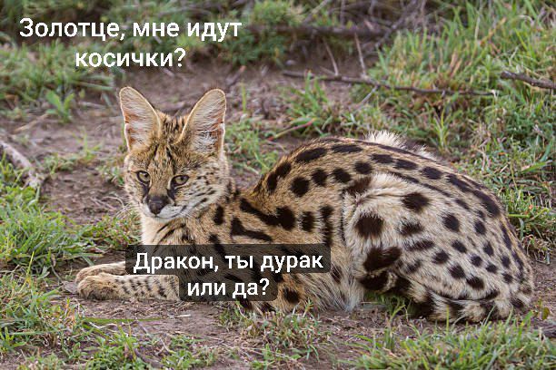 Алтан Котанович ❤️