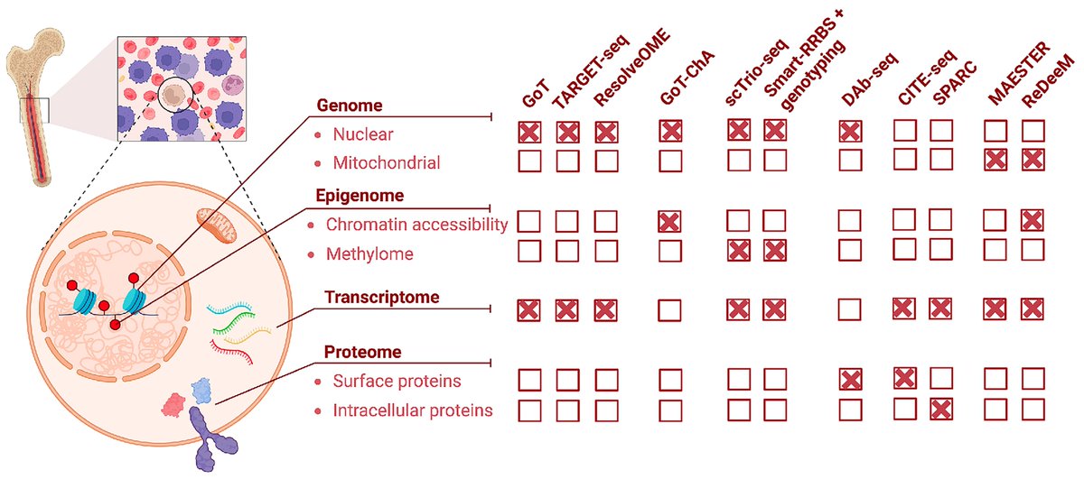 Single-cell multi-omics: a brief review of the principles of single-cell technologies, their historical development and ever-expanding multi-omics tools.
haematologica.org/article/view/1…