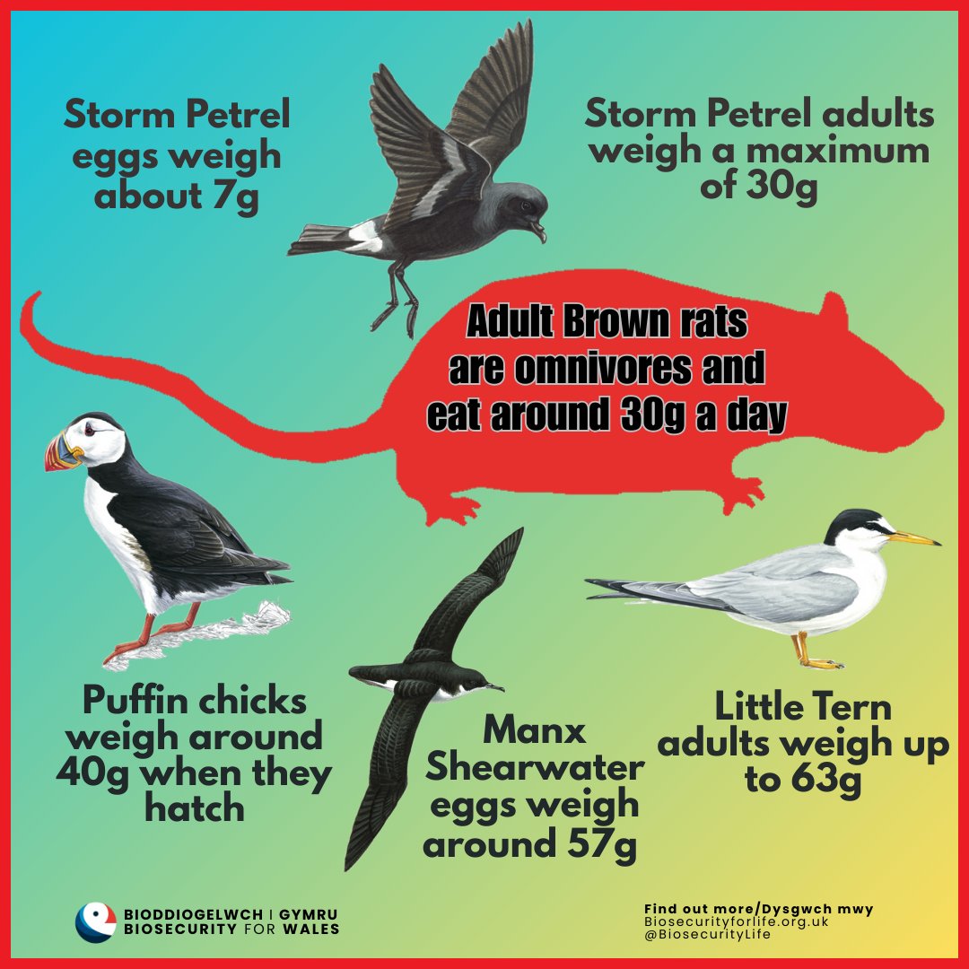 Brown Rats can &amp; will eat almost anything, including seabird eggs, chicks &amp; even adults. An adult Storm Petrel would only feed a single rat for one day! The damage that rats can do to seabird populations is immense, we must work together to prevent rats reaching seabird islands!