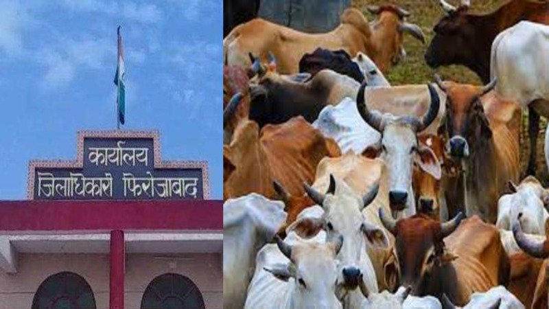 SudarshanNewsTV's tweet image. हर कदम पर उगीं मजार और दरगाहें, लेकिन दिक्कत सिर्फ गौशाला से.

बेसहारा कर दिए 250 गौवंशों को सड़कों पर नोच कर खा रहे हैं कुत्ते.

UP के फ़िरोज़ाबाद मे देवतुल्य गौमाता से इतनी चिढ़ किसे और क्यों ?

#CowProtection #Firozabad

@firozabadpolice @firozabaddm

sudarshannews.in/bigblameonFiro…