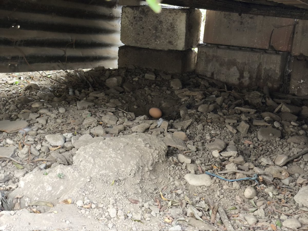 Galline: hanno caldo 
Procedono a: fare uova dove cazzo gli pare