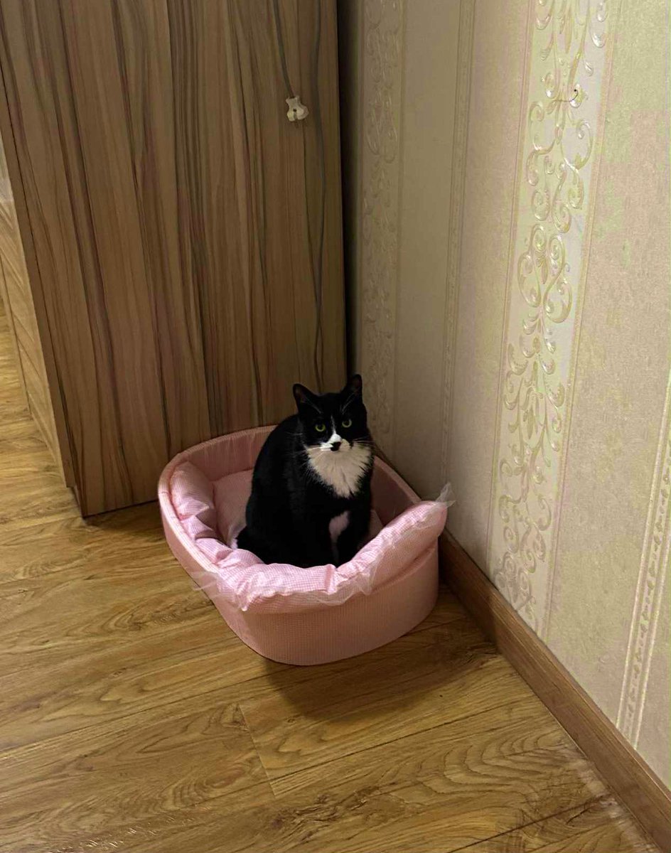 Эзэн нь ягаан өнгөнд дуртай бол муур нь эр байгаад ч нэмэргүй. Temu ээс ирсэн дэвсгэр😍🤣

Муур өнгө ялгадаггүйн зүгээр гээд мулайгаад бгаа штээ ма охин кака