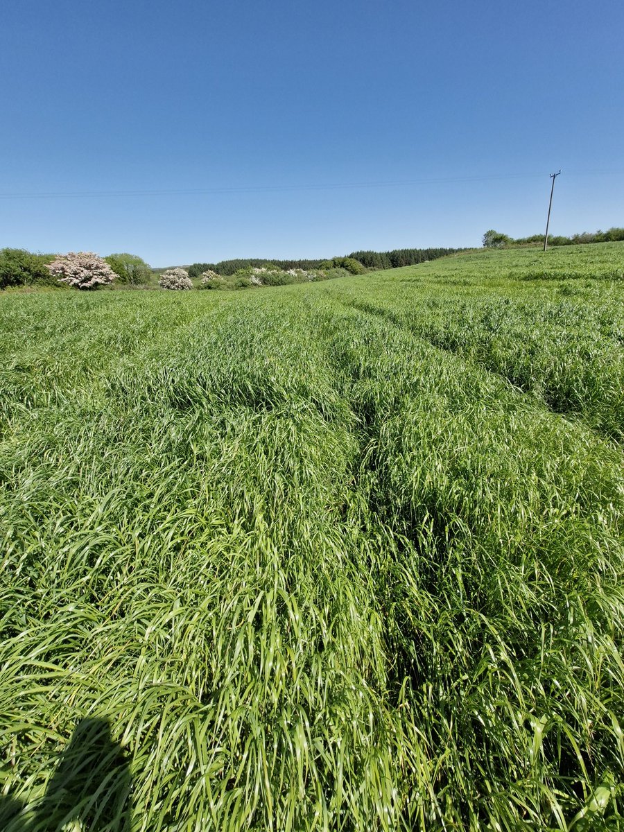 Alot of lads in the same boat , trying to get an opening between the showers to cut the silage 🤦🤦 

Silage is saved 7 weeks today , won't get much of a change for a wilt , but going to try and get it done before the weekend between the showers.

#Silage2025