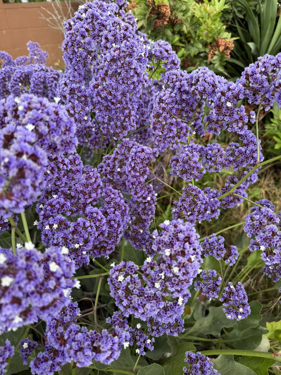 #Carlsbad #Flowers