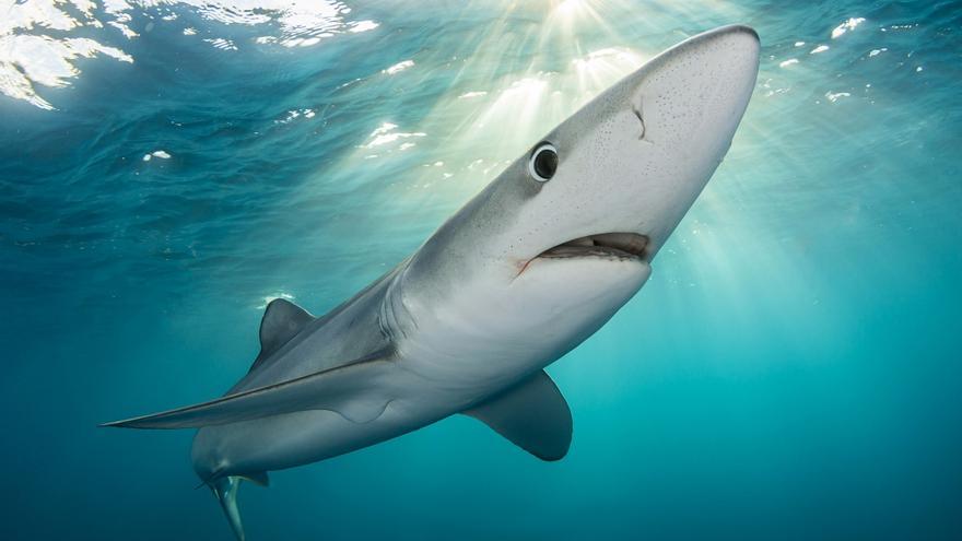 NavFilm's tweet image. 🌊El 5 de junio a las 19:30 la Filmoteca de Navarra acoge la proyección del documental Kantauri de los directores navarros Xabier Minas e Isaías Cruz

🌊Ekainaren 5ean, 19:30ean, Xabier Minas eta Isaias Cruz nafar zuzendarien Kantauri dokumentalaren emanaldia izango da Filmotekan