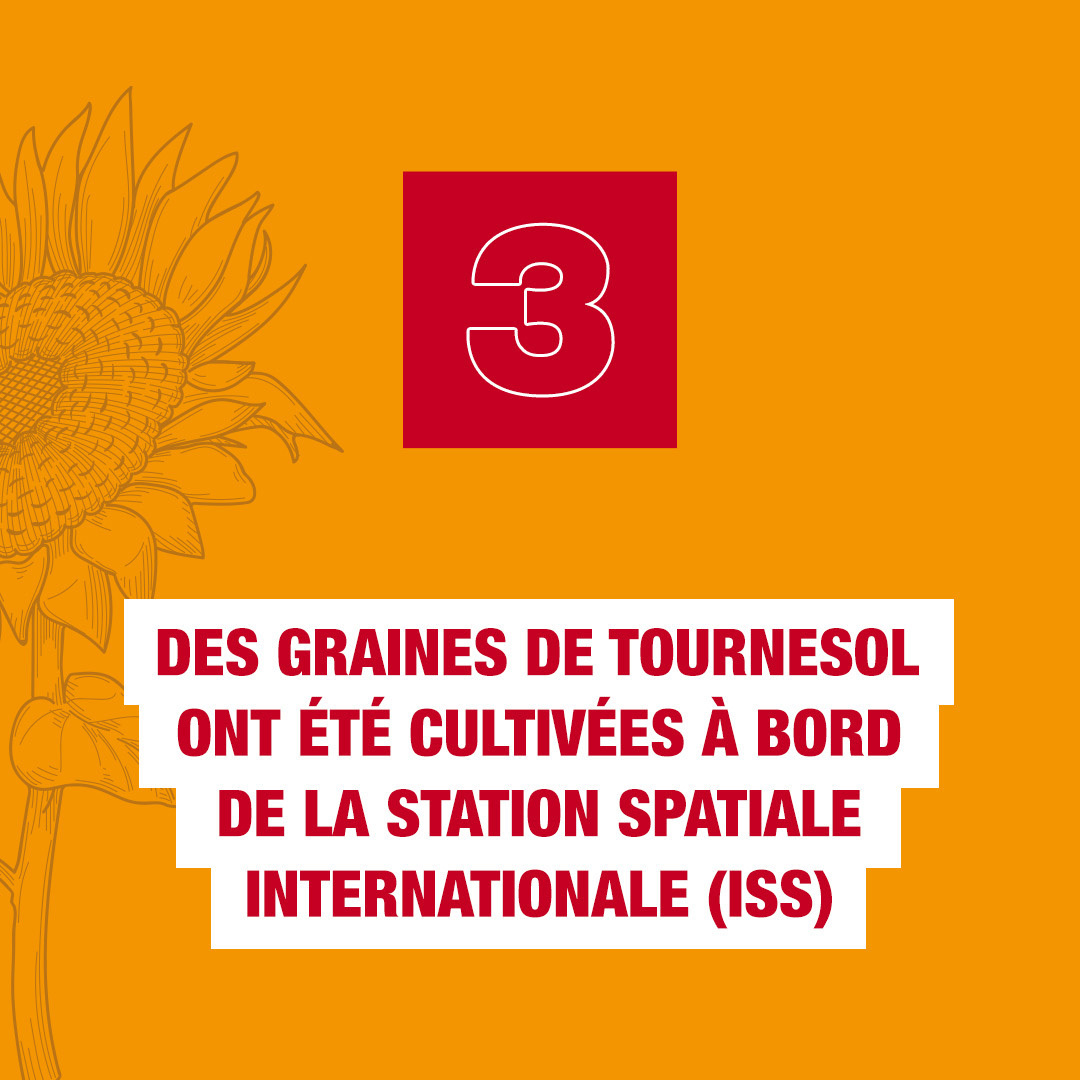[TOURNESOL 🌻 ]

Ces fleurs lumineuses, présentes dans l’art, les dessins animés ou encore les champs d’été, sont bien connues pour leur capacité à remonter le moral. Mais saviez-vous qu’elles cachent aussi des secrets insoupçonnés ? 🧐

De leur symbolique à leur utilisation en