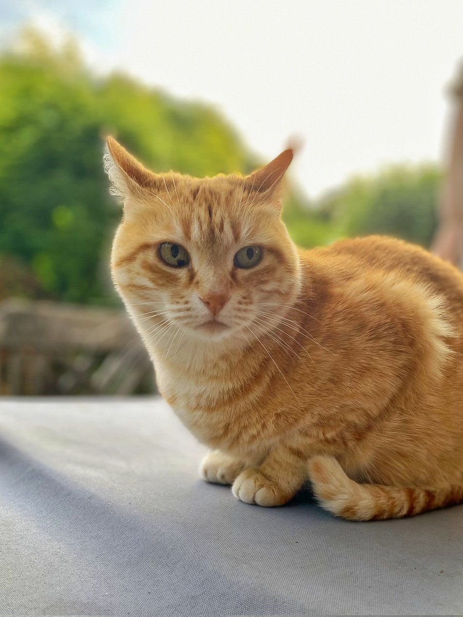 Hi Giuseppe. #CatsOfTwitter #CatsOfX