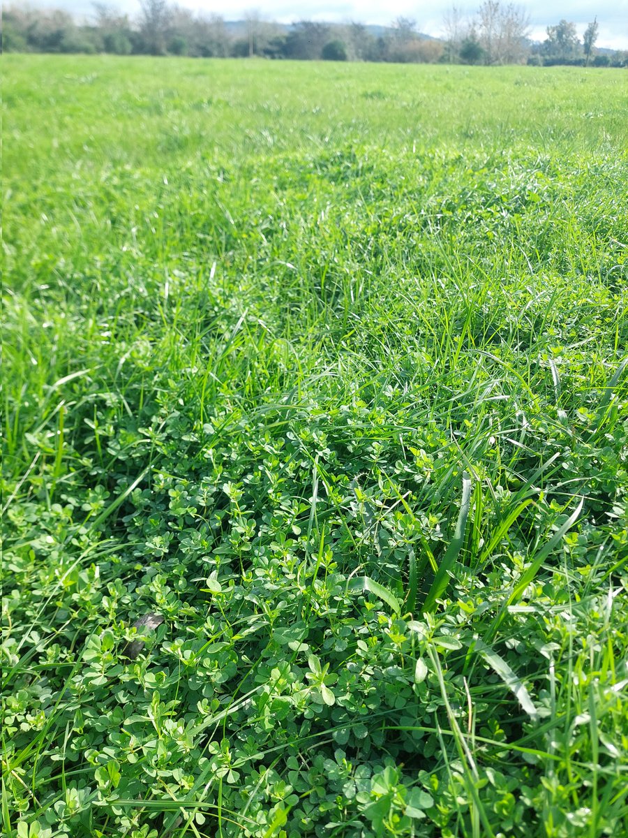 Cosa linda el ver el antes y el después de como ir pasando a un campo bien productivo a lo largo de los años que estaba totalmente desaprovechado.
<a href="/Joaquinfrade/">Joaquín Frade</a> 
<a href="/GuzmanCubas/">Guzman Cubas</a> 
#JuntosProducimosMejor