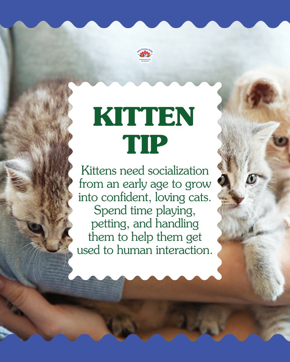 holvethealing's tweet image. Socialization is key to raising a confident, loving cat! 💕 Start early by playing, petting, and handling your kitten to help them feel comfortable with humans. The more love and attention they get, the more they’ll thrive! 😻 #KittenCare #KittenTips