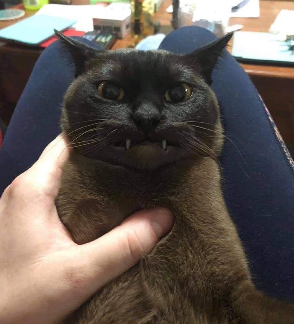 ZeggyDoesTwitch tweet media