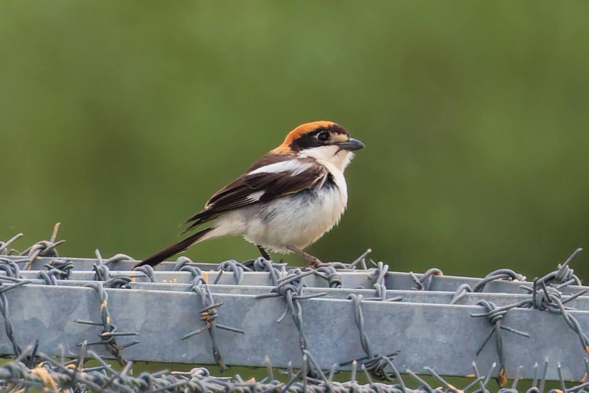 John Barber tweet media