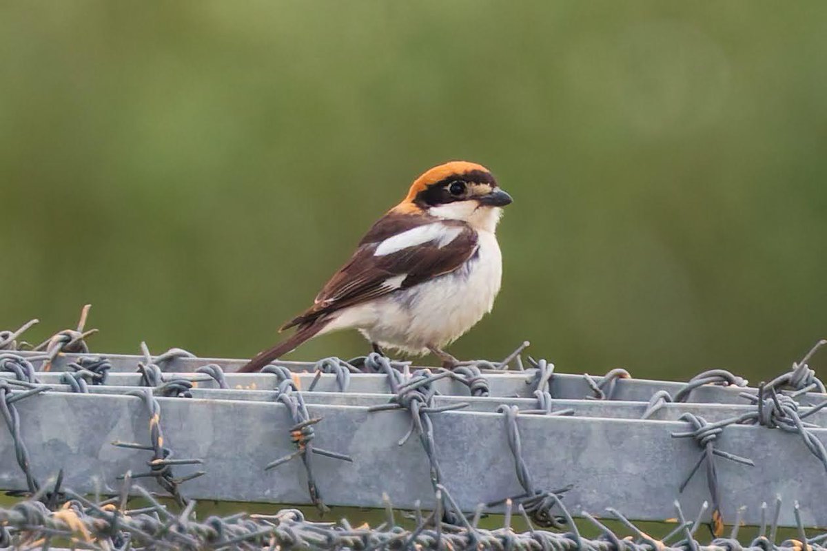 John Barber tweet media