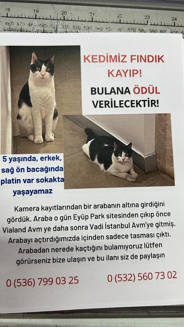 HAN(Perisi de var) (@kedilihan) on Twitter photo 