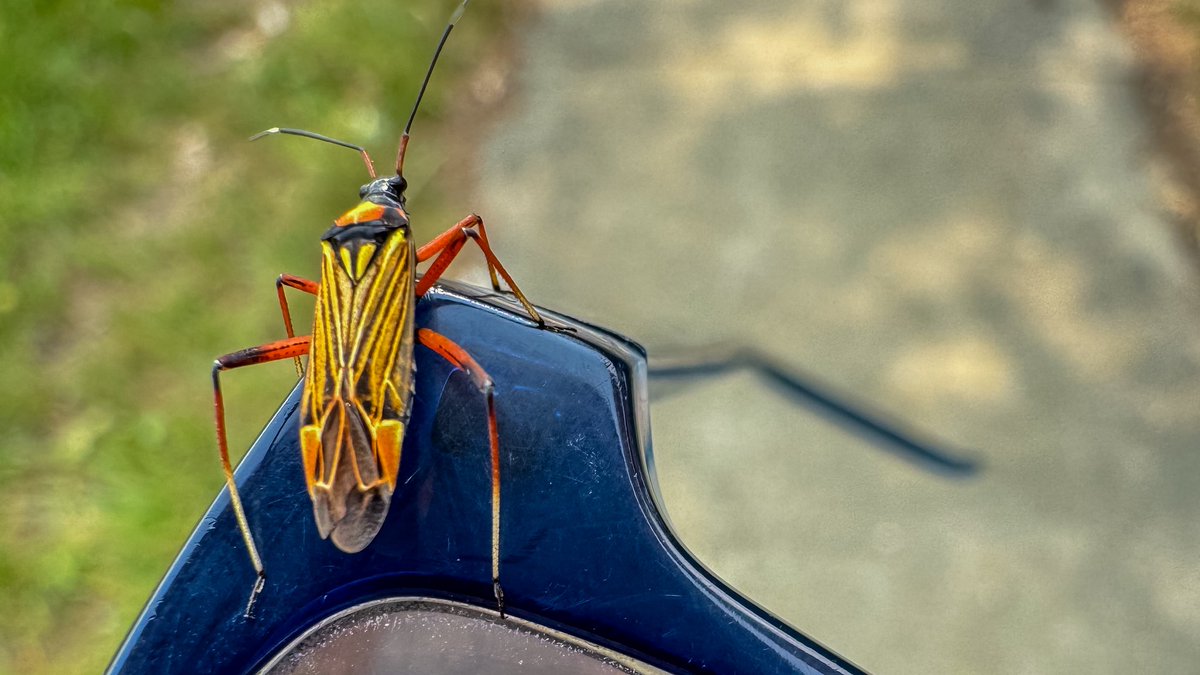 Colourful hitchhiker with art deco vibes. Fine Streaked Bugkin glasses 👓🐝
