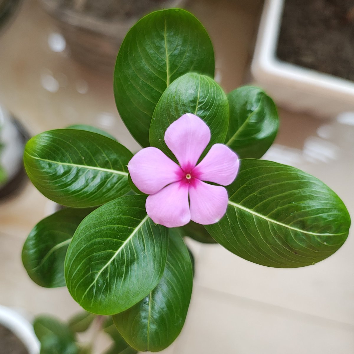 spriha_roy's tweet photo. Flower Of Our Balcony 🌸 

#Flowers #flowerphotography #Weather #RainyDay #RainyDayMagic #spriharoy #love #foryoupage #like4like https://t.co/oO0zkDaaRD