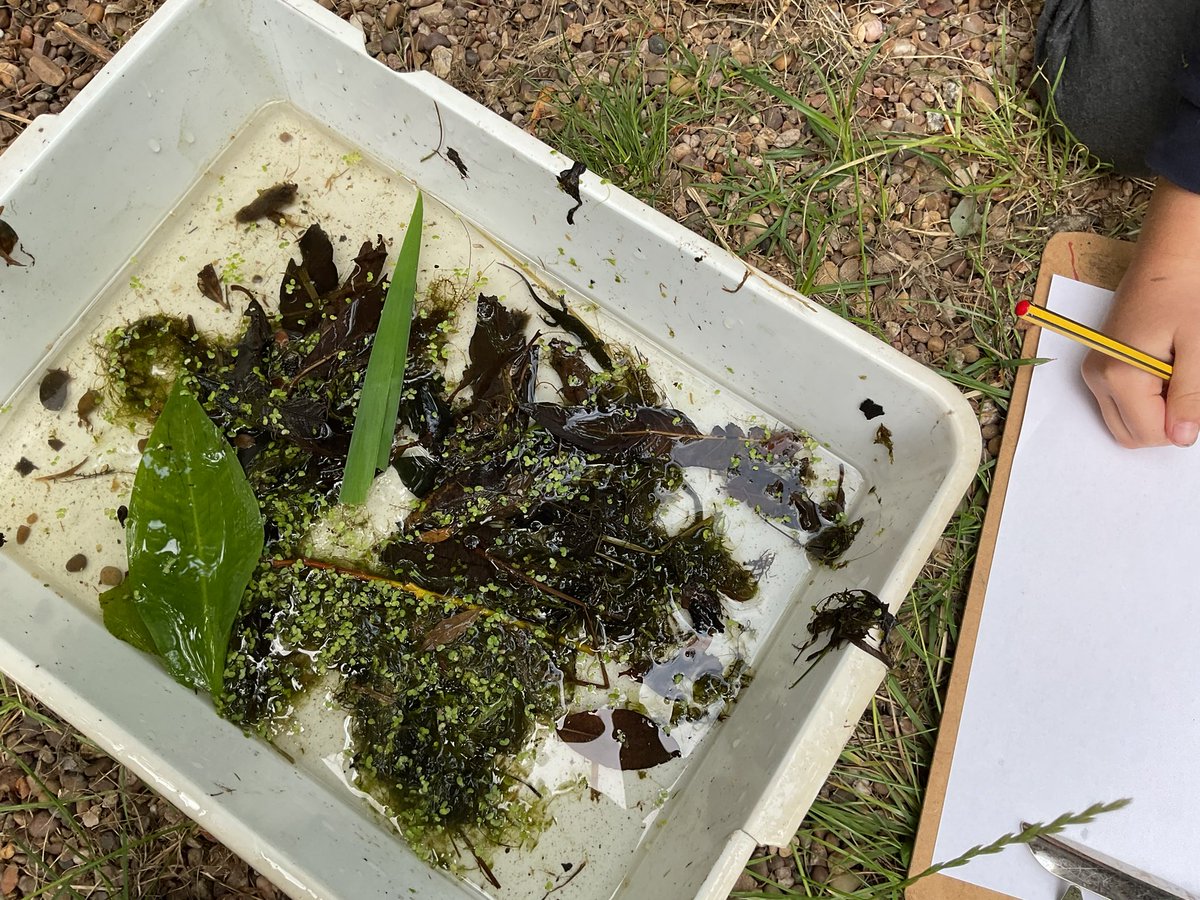 Year 1&amp;2 have been learning about habitats. We are slowly exploring all the different habitats around our school.